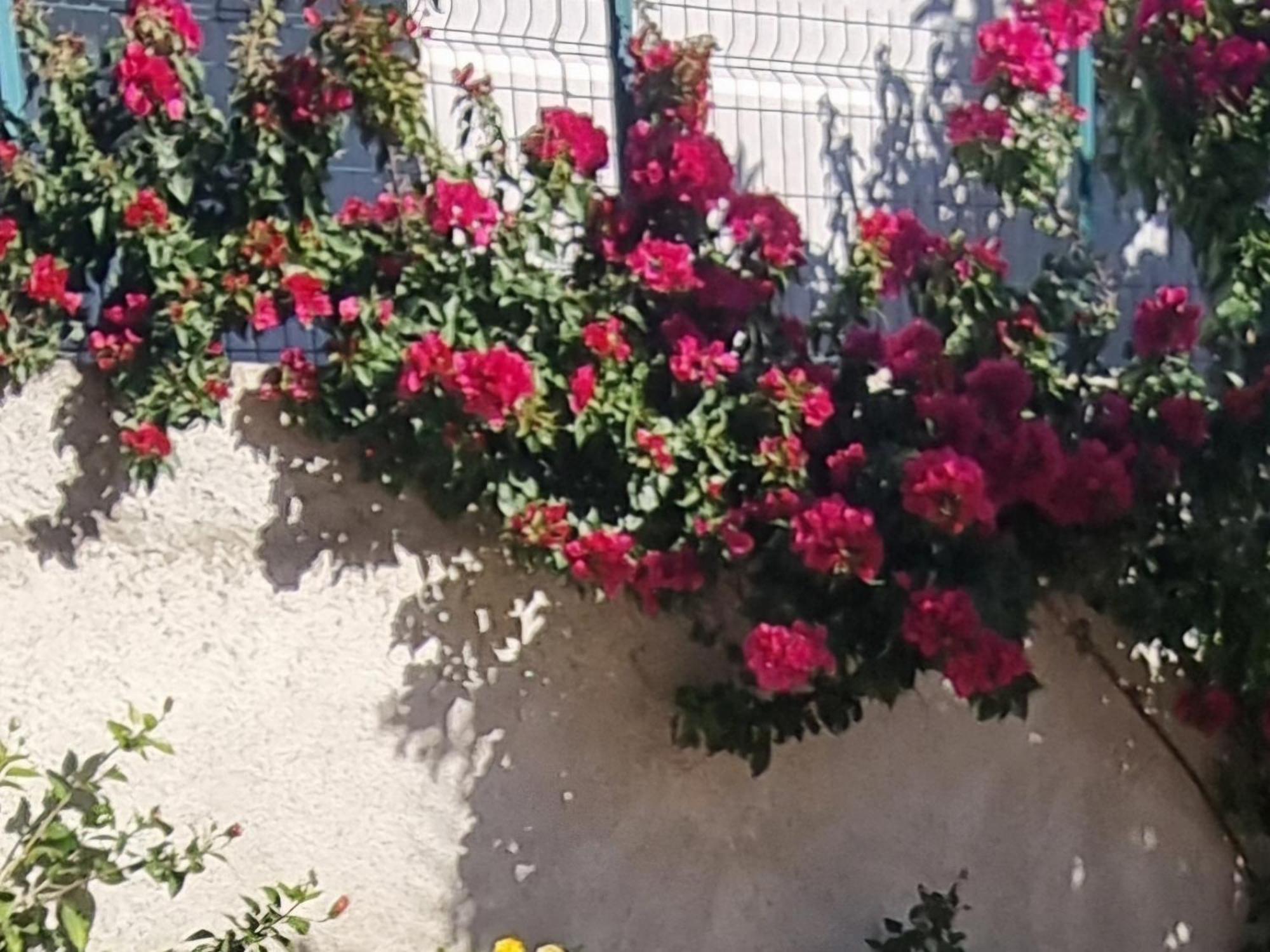 Vila Megi-Rent Room Vlorë Esterno foto