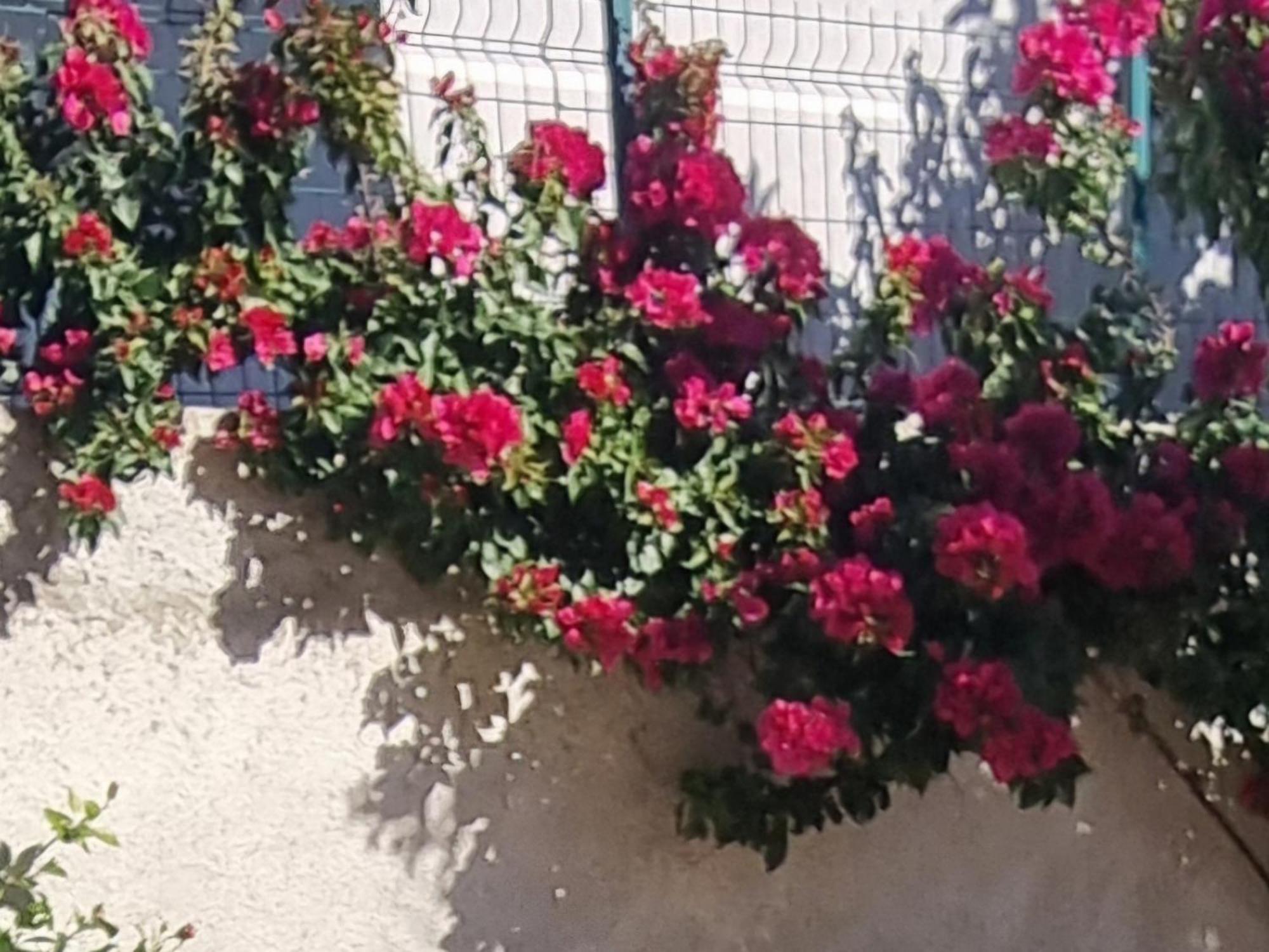 Vila Megi-Rent Room Vlorë Esterno foto